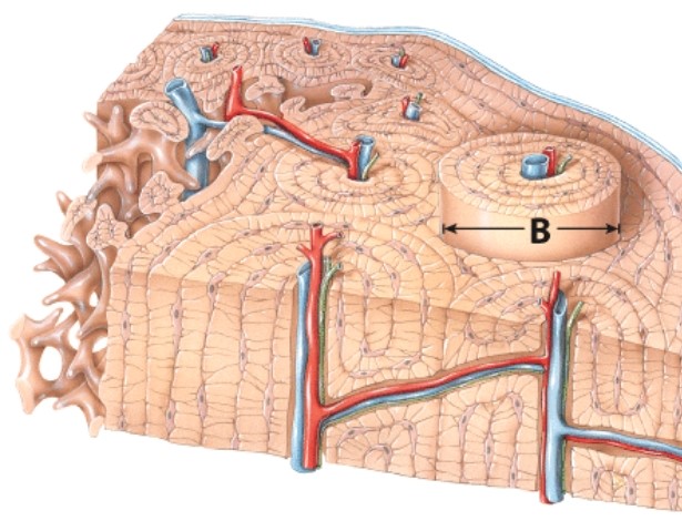 What is the name of the structure labeled B?   A) Central canal B) Periosteum C) Osteon D) Compact bone