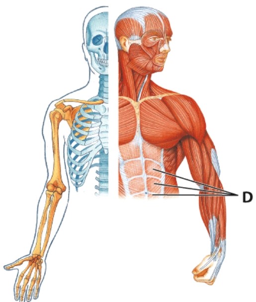 Identify muscle D.   A) External oblique B) Internal oblique C) Linea alba D) Rectus abdominis