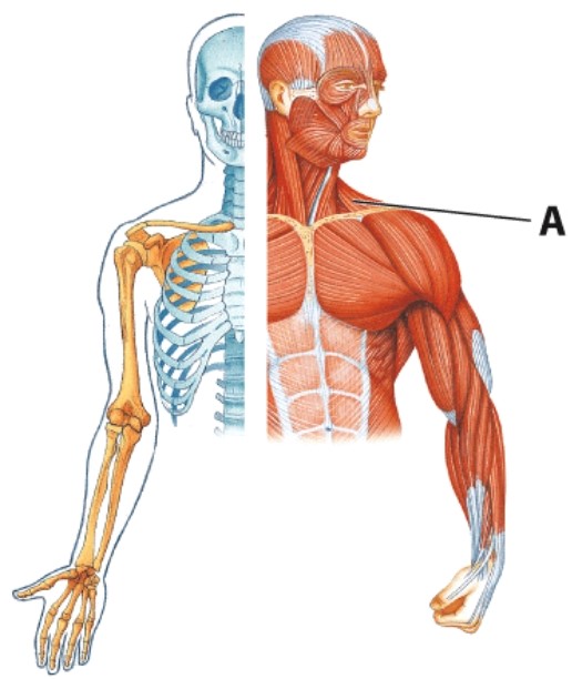 Identify muscle A.   A) Deltoid B) Trapezius C) Scalenes D) Teres major