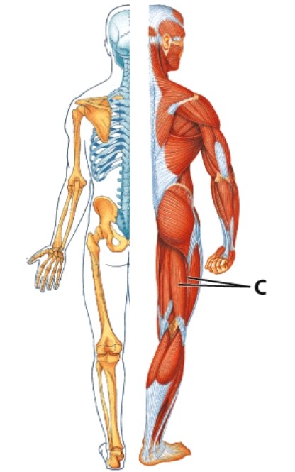 Identify muscle C.   A) Quadriceps group B) Hamstring group C) Pectineus D) Gluteus medius