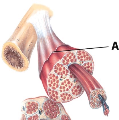 Which connective tissue layer is labeled A?   A) Myofilament B) Tendon C) Aponeurosis D) Epimysium
