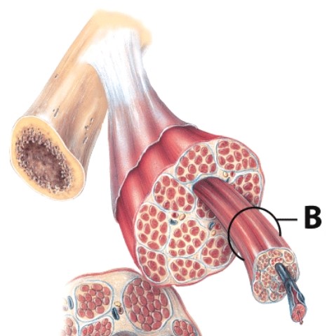 Which structure is labeled B?   A) Fascicle B) Muscle fiber C) Myofilament D) Myofibril