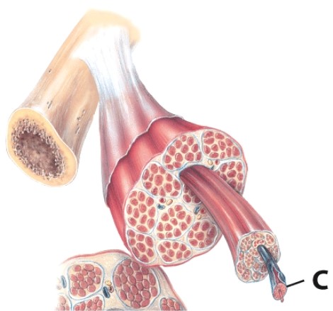 What is the name of the structure labeled C?   A) Endomysium B) Myofibril C) Muscle fiber D) Myofilament