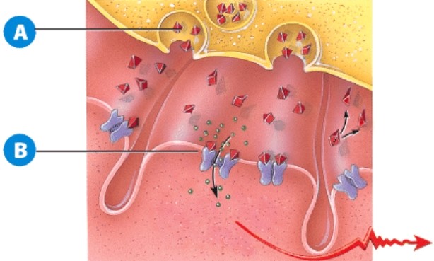 Regarding label A,why is this vesicle fusing with the cell's membrane?   A) This is an example of endocytosis. B) This is a lysosome releasing digestive enzymes. C) An impulse has arrived at the neuromuscular junction. D) The muscle has already finished contraction.