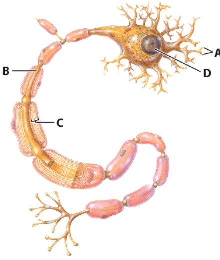 What is the name of the structure labeled as  A ?   A) Dendrites B) Cell body C) Axon D) Axon terminals