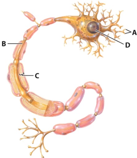 What is the name of the structure labeled as  B ?   A) Cell body B) Dendrites C) Axon D) Myelin sheath