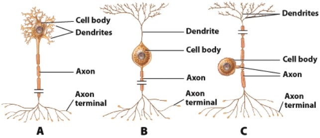 Which type of neuron sends information away from the central nervous system?   A) A B) B C) C D) All of these choices are correct