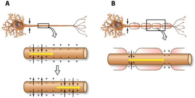 Which of the following axons conduct impulses more quickly?   A) A B) B C) A and B conduct impulses at the same speed D) Neither A nor B are involved in conducting impulses