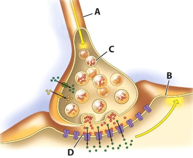 Which structure contains acetylcholine?   A) A B) B C) C D) D