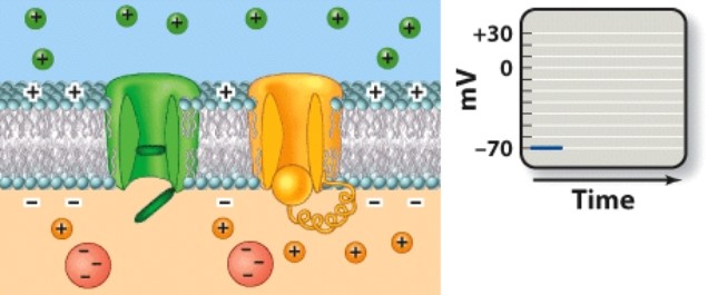 Which phase of an action potential is depicted here? A) Resting phase   B) Depolarization C) Repolarization D) Hyperpolarization