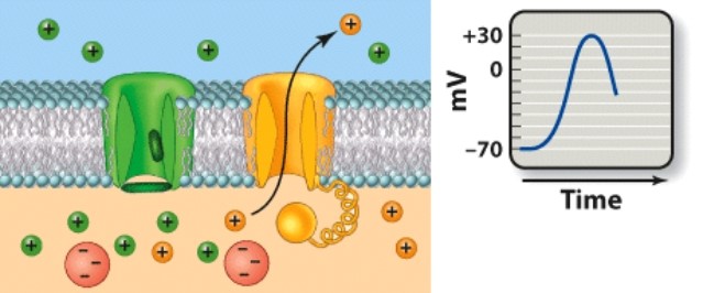 Which phase of an action potential is depicted here? A) Resting phase   B) Depolarization C) Repolarization D) Hyperpolarization