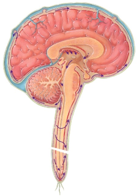 Which type of protection for the central nervous system is not shown in this diagram?   A) Bones of the axial skeleton B) Meninges C) Dura mater D) Cerebrospinal fluid and its circulation