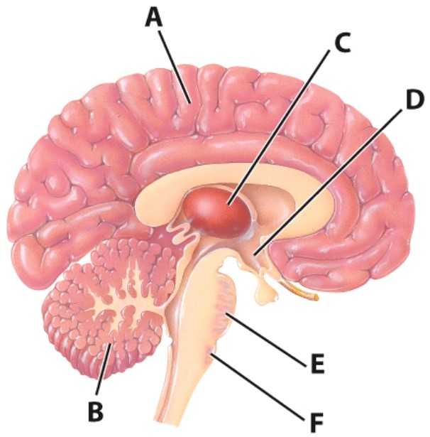 What is the name of the structure labeled as  E ?   A) Hypothalamus B) Cerebellum C) Medulla D) Pons