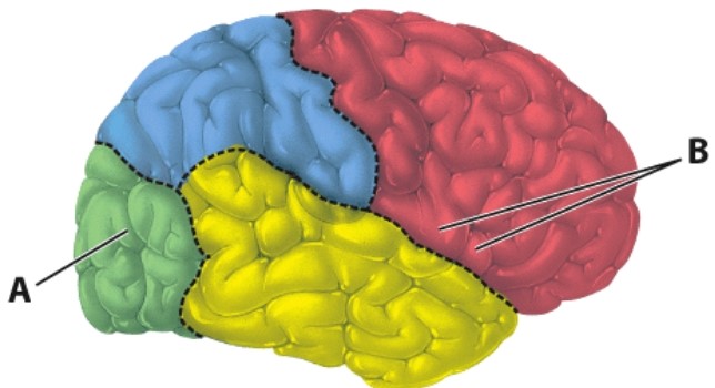 What is the function of the area of the cerebrum labeled as  A ?   A) Hearing B) Contemplating the future C) Vision D) Touch
