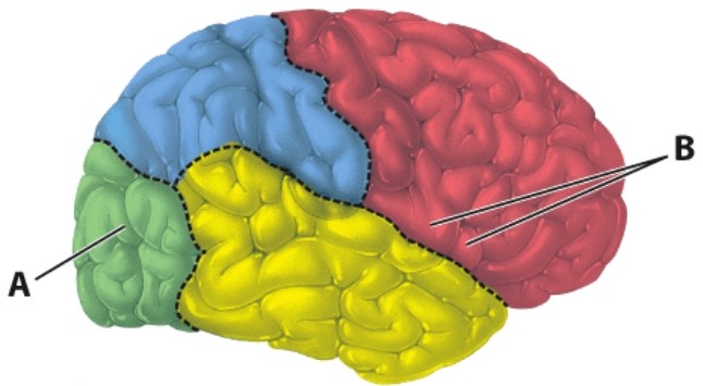 What is the name of the area labeled as  B ?   A) Prefrontal cortex B) Wernicke's area C) Visual association area D) Broca's area