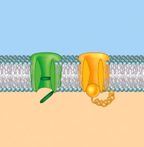 <strong>The channels shown here are: </strong> A)ligand gated B)voltage gated C)mechanically regulated D)temperature regulated