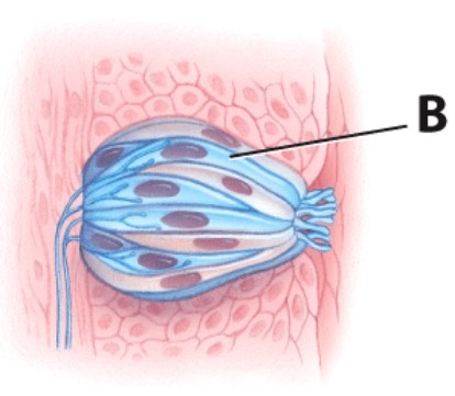 What is the name of structure B?   A) Gustatory hair B) Receptor cell C)  Papilla D) Sensory neuron