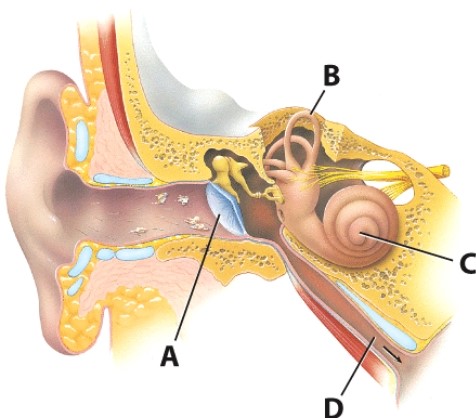 Which structure is involved in sensing changes in the position of the head?   A) A B) B C) C D) D