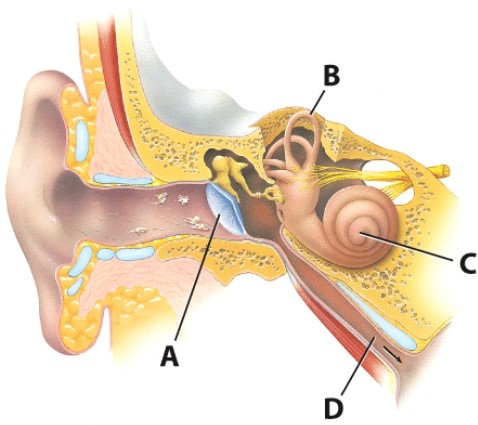 Which structure is important in conducting sound waves?   A) A B) B C) C D) D