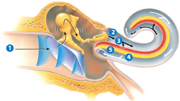 What is happening in step 1?   A) Sound is being conducted through the auditory canal. B) Pressure is being equalized; ears are popping. C) The eardrum is vibrating in response to sound waves. D) A nerve impulse is generated.