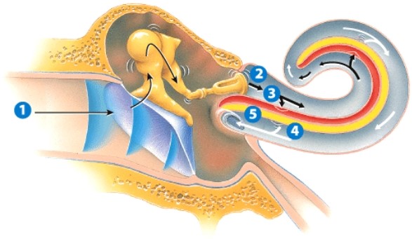 What is happening in step 3?   A) The eardrum is vibrating in response to sound waves. B) The tectorial membrane is deformed. C) Pressure waves are passing through the cochlea. D) Pressure is being equalized; ears are popping.