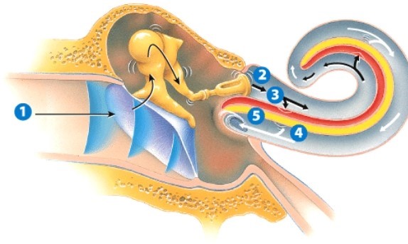 During which step is a nerve impulse generated?   A) 1 B) 3 C) 4 D) 5