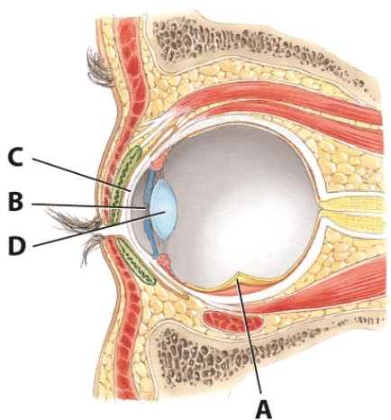 What is the name of structure B?   A) Cornea B) Pupil C) Lens D) Iris