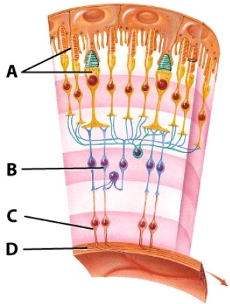 The structure labeled A represents:   A) bipolar neurons B) the optic nerve C) photoreceptors D) ganglion