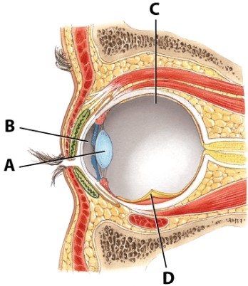 Where is the retina in the diagram?   A) A B) B C) C D) D