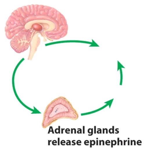Which phase of the general adaptation syndrome is depicted here?   A) Exhaustion B) Resistance C) Alarm D) Adaptation