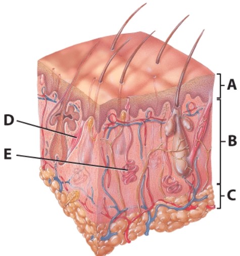 Which is the nonvascular portion of the skin?   A) A B) B C) C D) D