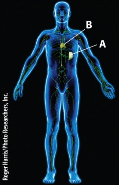 What is the function of lymphatic structure B?   A) Increase metabolism through release of hormones B) Store fat C) Protect the heart D) Produce mature T cells