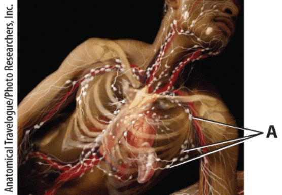 What is the name of the lymphatic structure A?   A) thymus B) lymph node C) spleen D) tonsil