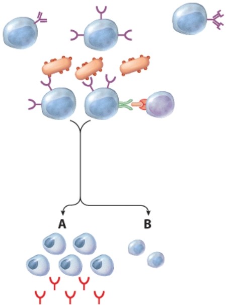 What kind of cells are indicated at label A?   A) Memory cells B) Helper T cells C) Cytotoxic T cells D) Plasma cells