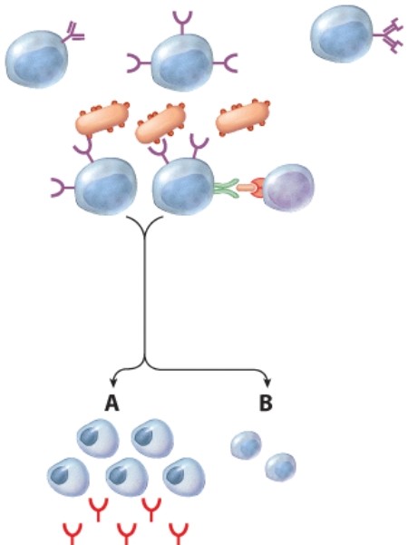 What is the purpose of the cells labeled B?   A) Produce more T cells B) Produce more macrophages C) Secrete a chemical to activate macrophages D) To serve as a memory of the infection for the future