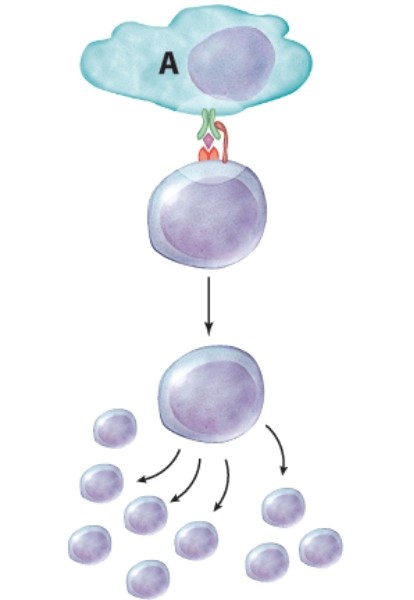What is the purpose of the cell labeled A?   A) The cell is going to phagocytize the helper T cell. B) The cell is presenting an antigen that will activate the helper T cell. C) The cell is sending the antigen to the helper T cell to present to a cytotoxic T cell. D) The cell has inactivated the helper T cell.