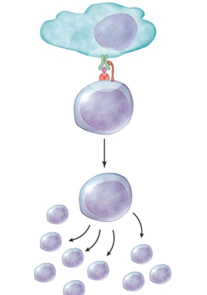 What will the helper T cell do after what is pictured here?   A) It will remain inactive because this step is only the first of two that are necessary for activation. B) It will clone itself and the clones will makes chemicals to get more immune cells involved. C) It will phagocytize the cell that has the antigen. D) It will form antibodies.