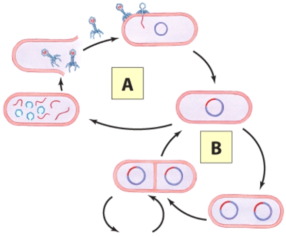 The letter A in the illustration is best described as:   A) A dormant bacterial infection B) A dormant viral infection C) An active bacterial infection D) An active viral infection