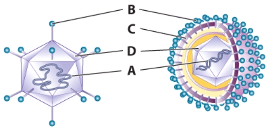 What makes it difficult to control the pathogens shown in the figure?   A) Heat is ineffective against the pathogen shown. B) Humans have this pathogen inside and outside of the body at all times. C) Vaccines are challenged by the rapid evolution of the pathogens. D) These pathogens are easily controlled.
