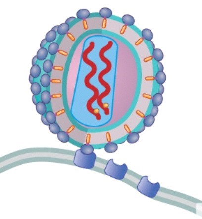 What is happening in this picture?   A) HIV reverse transcriptase makes a cDNA copy of its genetic information from the viral RNA. B) The virus attaches to the CD4 receptor of the cell. C) The attached viral particle injects both viral RNA and reverse transcriptase into the host cell. D) The host cell begins to manufacture more viral particles.