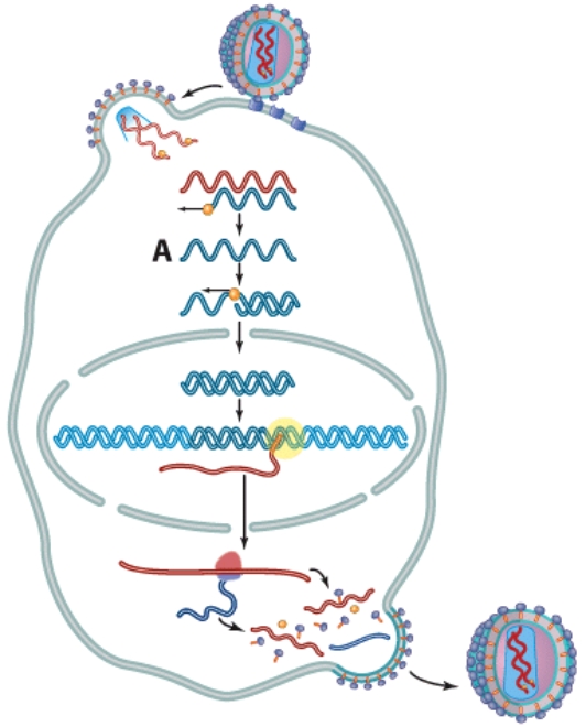 What is labeled A in this picture?   A) Host DNA B) mRNA C) Viral cDNA D) Reverse transcriptase