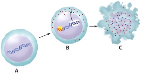 The cell in this illustration labeled C has undergone:   A) differentiation. B) carcinogenesis. C) apoptosis. D) specialization.