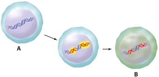 The characteristic that differentiates the cell in image B from that in image A is:   A) Image B cell has undergone apoptosis. B) Image B cell is specialized. C) Image B cell has proto-oncogenes. D) Image B cell has active oncogenes.