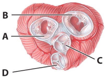 Which letter identifies the tricuspid valve?   A) A B) B C) C D) D