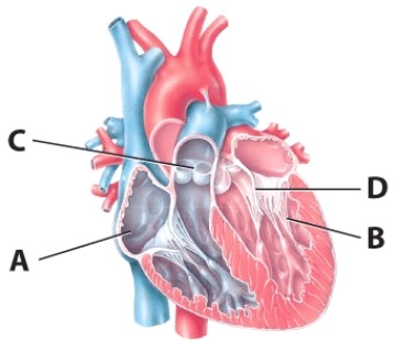 What is the name of the structure labeled A?   A) Right atrium B) Left atrium C) Right ventricle D) Left ventricle