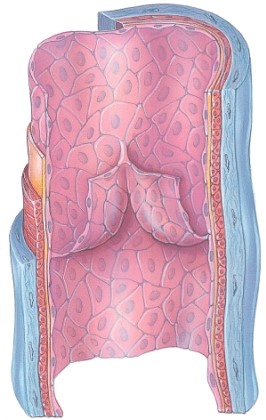 How do you know this is a picture of a vein?   A) There is a lumen. B) There is muscle present. C) There is a valve. D) It has a thick wall.