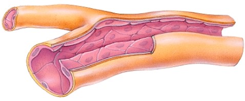 How do you know this is a capillary?   A) There is a lumen. B) It has the simplest structure; very thin. C) There is endothelium. D) The branching seen here is only found in capillaries.