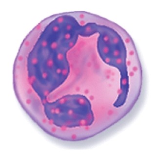 What type of white blood cell is this?   A) Neutrophil B) Basophil C) Eosinophil D) Monocyte