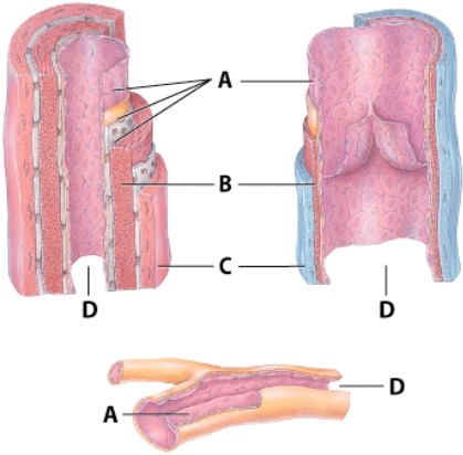 Which letter identifies the smooth muscle layer?   A) A B) B C) C D) D