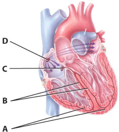 Where is the contraction impulse delayed?   A) A B) B C) C D) D